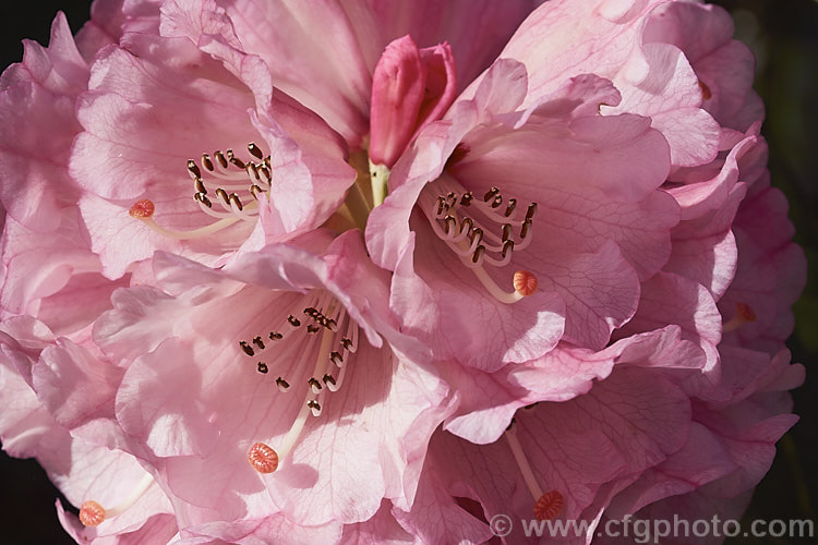 Rhododendron montroseanum, a late winter- to early spring-flowering tree-sized, grande series species from western China and northern Burma. Its flowers are usually deep pink, but the near white form flushed with deep pink is not uncommon. The flower trusses are quite large but may appear small simply because of the size of the heavily-veined leaves, which are often over 30cm long