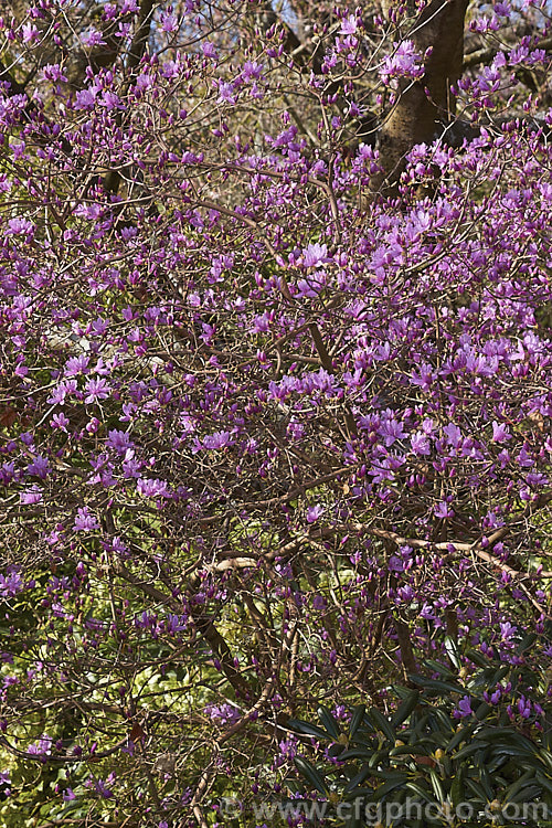 Rhododendron dauricum, a deciduous rhododendron that is not considered to be an azalea. It is native to cool temperate to Subarctic. East Asia from the Altai. Mountains eastwards through. Siberia and China to SakhalinIsland and Japan. It is usually in flower by late winter and blooms before the foliage develops