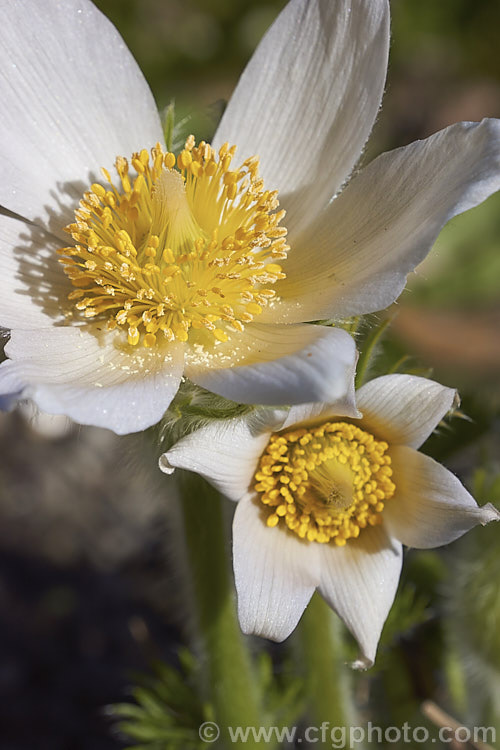 Pulsatilla vulgaris 'Alba', a white-flowered pasque flower cultivar. The parent species occurs naturally over much of northern Europe from Britain to Siberia. pulsatilla-2767htm'>Pulsatilla.