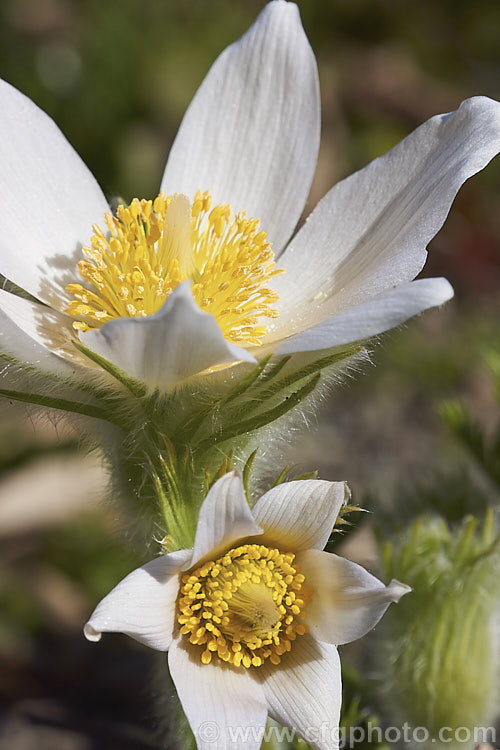 Pulsatilla vulgaris 'Alba', a white-flowered pasque flower cultivar. The parent species occurs naturally over much of northern Europe from Britain to Siberia. pulsatilla-2767htm'>Pulsatilla.