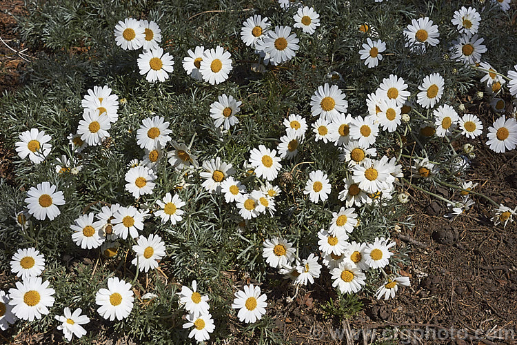 Rhodanthemum hosmariense (syns. Leucanthemum hosmariense, Chrysanthemopsis hosmariensis</i>), a small, long-flowering evergreen perennial native to Morocco. It grows to around 30cm tall x 1m wide and flowers throughout the warmer months