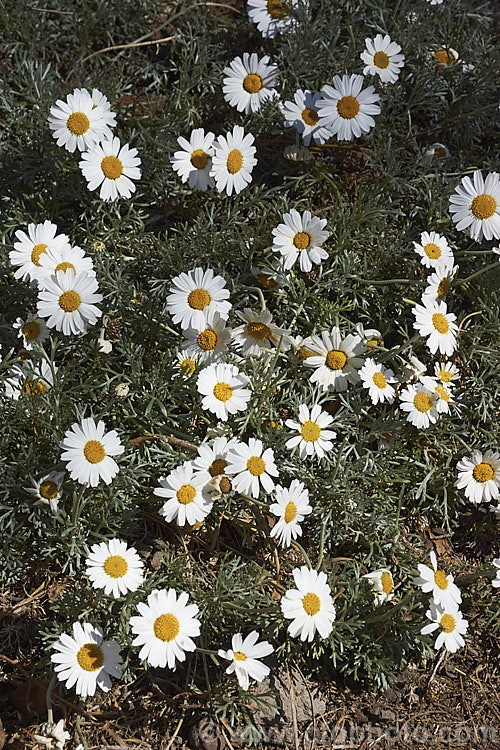 Rhodanthemum hosmariense (syns. Leucanthemum hosmariense, Chrysanthemopsis hosmariensis</i>), a small, long-flowering evergreen perennial native to Morocco. It grows to around 30cm tall x 1m wide and flowers throughout the warmer months
