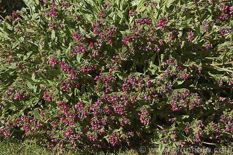 Pulmonaria 'Raspberry. Splash', a spreading and mounding. Lungwort cultivar with white-spotted leaves and abundant pinkish-red and mauve flowers. The main flowering season is spring. pulmonaria-2766htm'>Pulmonaria.