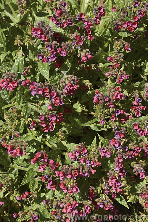 Pulmonaria 'Raspberry. Splash', a spreading and mounding. Lungwort cultivar with white-spotted leaves and abundant pinkish-red and mauve flowers. The main flowering season is spring. pulmonaria-2766htm'>Pulmonaria.