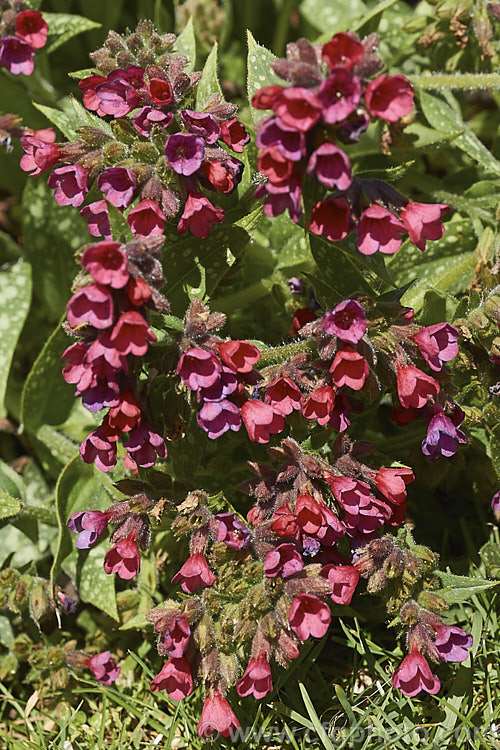 Pulmonaria 'Raspberry. Splash', a spreading and mounding. Lungwort cultivar with white-spotted leaves and abundant pinkish-red and mauve flowers. The main flowering season is spring. pulmonaria-2766htm'>Pulmonaria.
