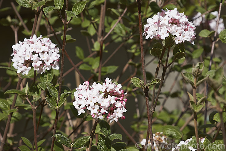 Viburnum x burkwoodii 'Fullbrook' ([Viburnum carlesii x Viburnum utile] x V carlesii</i>), a fragrant, spring-flowering, semi-deciduous 15-2m tall shrub. The same cross as 'Anne. Russell', it differs from that cultivar in having larger, paler leaves and a slightly later flowering habit. viburnum-2081htm'>Viburnum. <a href='adoxaceae-plant-family-photoshtml'>Adoxaceae</a>.