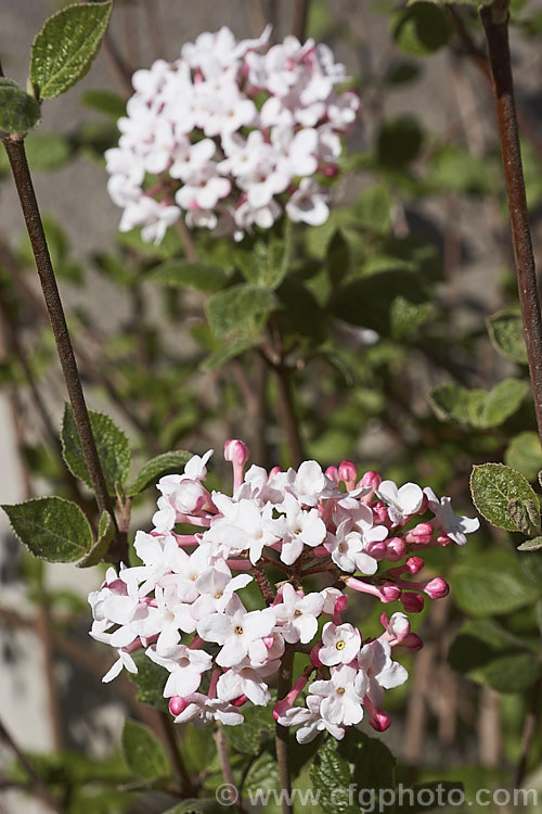 Viburnum x burkwoodii 'Fullbrook' ([Viburnum carlesii x Viburnum utile] x V carlesii</i>), a fragrant, spring-flowering, semi-deciduous 15-2m tall shrub. The same cross as 'Anne. Russell', it differs from that cultivar in having larger, paler leaves and a slightly later flowering habit. viburnum-2081htm'>Viburnum. <a href='adoxaceae-plant-family-photoshtml'>Adoxaceae</a>.