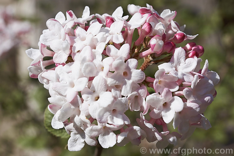 Viburnum x burkwoodii 'Fullbrook' ([Viburnum carlesii x Viburnum utile] x V carlesii</i>), a fragrant, spring-flowering, semi-deciduous 15-2m tall shrub. The same cross as 'Anne. Russell', it differs from that cultivar in having larger, paler leaves and a slightly later flowering habit. viburnum-2081htm'>Viburnum. <a href='adoxaceae-plant-family-photoshtml'>Adoxaceae</a>.