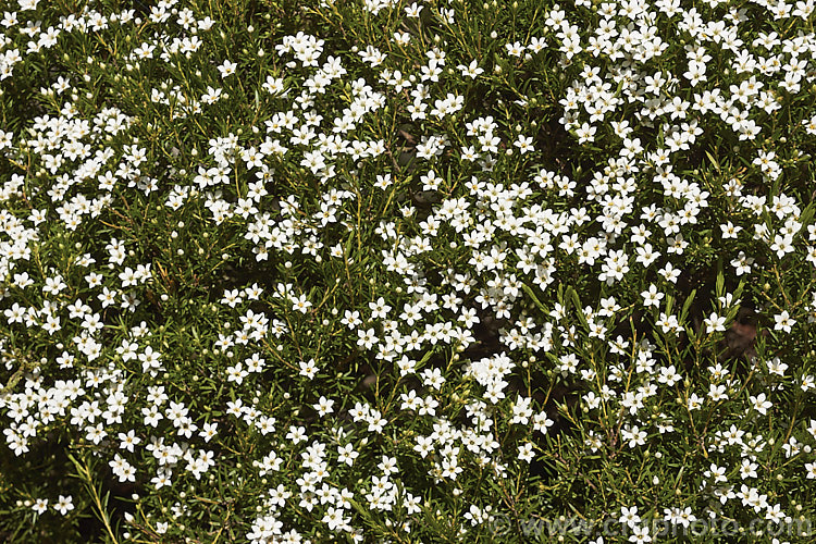 Breath of Heaven or Buchu (<i>Diosma ericoides</i>), a 1-1.5m high evergreen shrub native to South Africa. The spring- to early summer borne flowers are tiny but very fragrant. It is very like Coleonema pulchrum and is often confused with it. Order: Sapindales, Family: Rutaceae