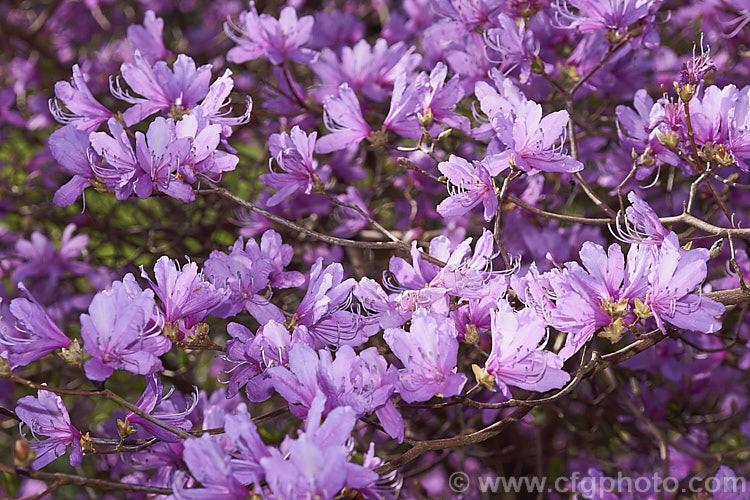 Rhododendron dauricum, a deciduous rhododendron that is not considered to be an azalea. It is native to cool temperate to Subarctic. East Asia from the Altai. Mountains eastwards through. Siberia and China to SakhalinIsland and Japan. It is usually in flower by late winter and blooms before the foliage develops