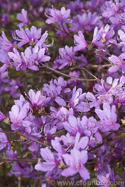 Rhododendron dauricum, a deciduous rhododendron that is not considered to be an azalea. It is native to cool temperate to Subarctic. East Asia from the Altai. Mountains eastwards through. Siberia and China to SakhalinIsland and Japan. It is usually in flower by late winter and blooms before the foliage develops