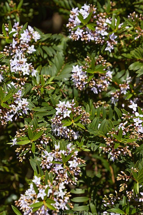 <i>Veronica diosmifolia</i> (syn. <i>Hebe diosmifolia</i>) 'Prostrata', a low-growing form of one of the more commonly cultivated New Zealand hebes. Order: Lamiales, Family: Plantaginaceae