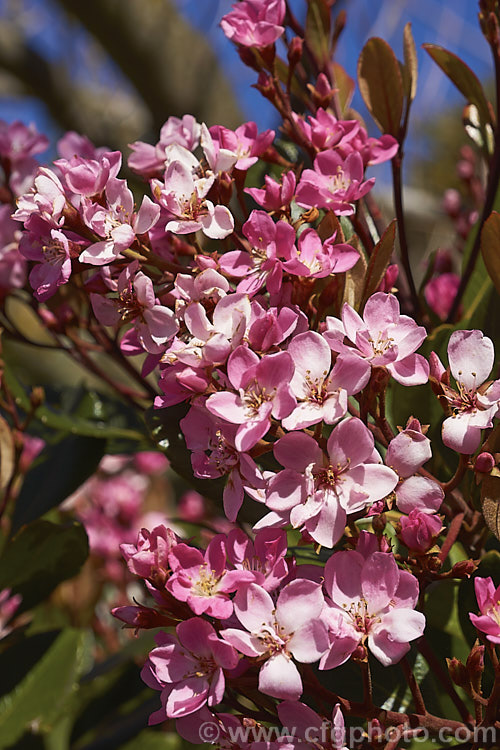 Rhaphiolepis indica, an evergreen, spring to early summer-flowering shrub native to southern China. It grows to around 12m tall and can be over 18m wide