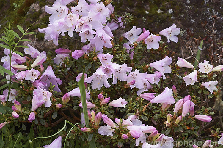 Rhododendron pemakoense, a small, spring-flowering, evergreen shrub found naturally in the eastern Himalayas and China. It is often grown in rockeries and is the parent of several dwarf hybrids