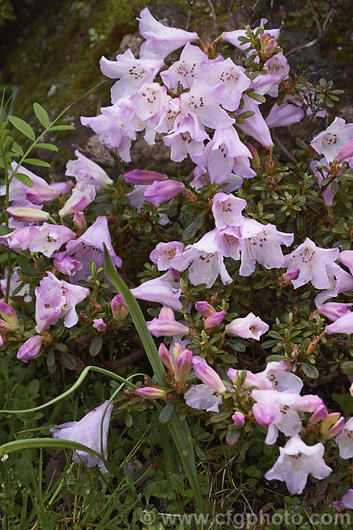 Rhododendron pemakoense, a small, spring-flowering, evergreen shrub found naturally in the eastern Himalayas and China. It is often grown in rockeries and is the parent of several dwarf hybrids