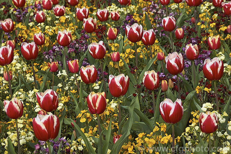 Tulipa 'Leen van der. Mark' (<i>Category 3 x Triumph Hybrid</i>), a relatively early-flowering, striking, bicolor tulip. Introduced in 1968, it was named for. Leen van der. Mark of the Dutch bulb producers. Konijnenburg &. Mark. The lighter parts of the flower have a strong yellow tint on opening but soon turn to white. Order: Liliales, Family: Liliaceae