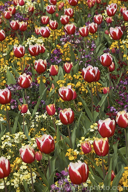 Tulipa 'Leen van der. Mark' (<i>Category 3 x Triumph Hybrid</i>), a relatively early-flowering, striking, bicolor tulip. Introduced in 1968, it was named for. Leen van der. Mark of the Dutch bulb producers. Konijnenburg &. Mark. The lighter parts of the flower have a strong yellow tint on opening but soon turn to white. Order: Liliales, Family: Liliaceae