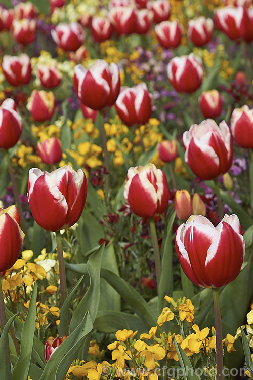 Tulipa 'Leen van der. Mark' (<i>Category 3 x Triumph Hybrid</i>), a relatively early-flowering, striking, bicolor tulip. Introduced in 1968, it was named for. Leen van der. Mark of the Dutch bulb producers. Konijnenburg &. Mark. The lighter parts of the flower have a strong yellow tint on opening but soon turn to white. Order: Liliales, Family: Liliaceae