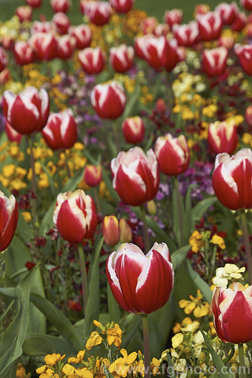 Tulipa 'Leen van der. Mark' (<i>Category 3 x Triumph Hybrid</i>), a relatively early-flowering, striking, bicolor tulip. Introduced in 1968, it was named for. Leen van der. Mark of the Dutch bulb producers. Konijnenburg &. Mark. The lighter parts of the flower have a strong yellow tint on opening but soon turn to white. Order: Liliales, Family: Liliaceae