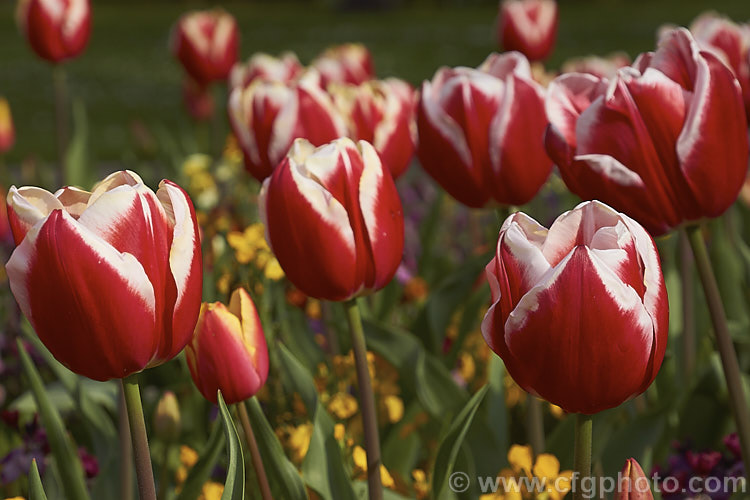Tulipa 'Leen van der. Mark' (<i>Category 3 x Triumph Hybrid</i>), a relatively early-flowering, striking, bicolor tulip. Introduced in 1968, it was named for. Leen van der. Mark of the Dutch bulb producers. Konijnenburg &. Mark. The lighter parts of the flower have a strong yellow tint on opening but soon turn to white. Order: Liliales, Family: Liliaceae
