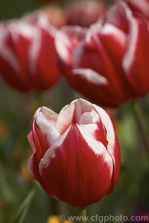 Tulipa 'Leen van der. Mark' (<i>Category 3 x Triumph Hybrid</i>), a relatively early-flowering, striking, bicolor tulip. Introduced in 1968, it was named for. Leen van der. Mark of the Dutch bulb producers. Konijnenburg &. Mark. The lighter parts of the flower have a strong yellow tint on opening but soon turn to white. Order: Liliales, Family: Liliaceae