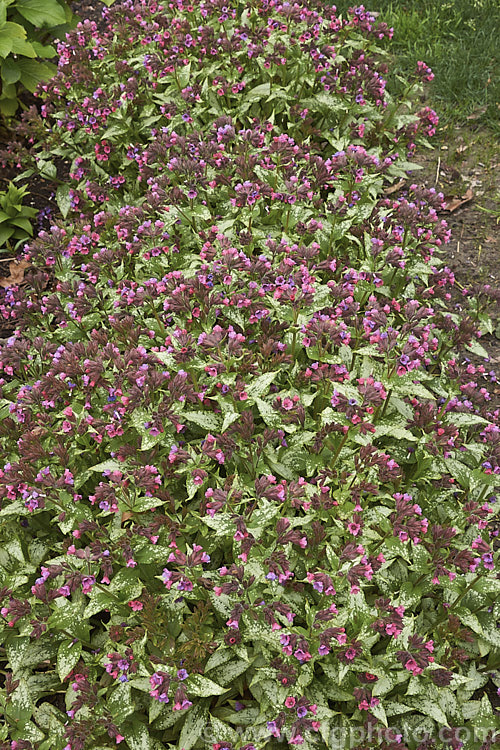 Pulmonaria 'Silver Bouquet', a spreading and mounding. Lungwort cultivar with leaves that are initially spotted with silvery grey. This variegation spreads into large patches as the foliage matures. The pinkish-red and mauve flowers are abundant and appear mainly in spring. pulmonaria-2766htm'>Pulmonaria.