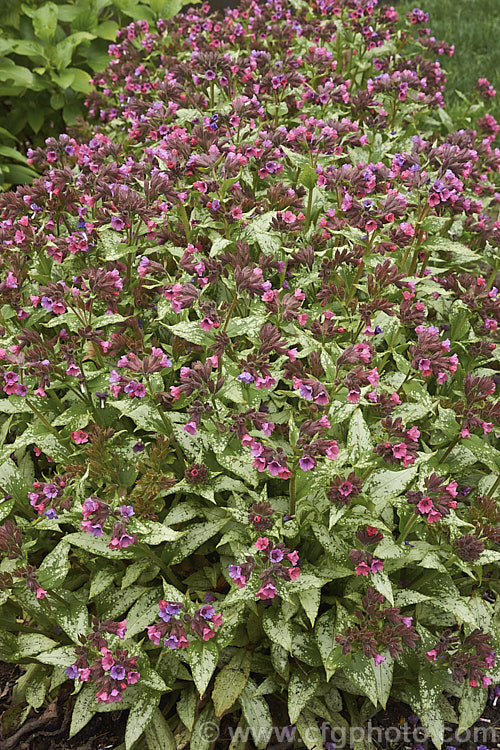 Pulmonaria 'Silver Bouquet', a spreading and mounding. Lungwort cultivar with leaves that are initially spotted with silvery grey. This variegation spreads into large patches as the foliage matures. The pinkish-red and mauve flowers are abundant and appear mainly in spring. pulmonaria-2766htm'>Pulmonaria.