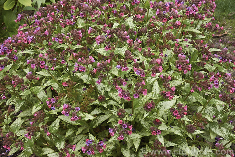 Pulmonaria 'Silver Bouquet', a spreading and mounding. Lungwort cultivar with leaves that are initially spotted with silvery grey. This variegation spreads into large patches as the foliage matures. The pinkish-red and mauve flowers are abundant and appear mainly in spring. pulmonaria-2766htm'>Pulmonaria.