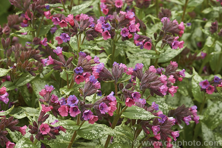 Pulmonaria 'Silver Bouquet', a spreading and mounding. Lungwort cultivar with leaves that are initially spotted with silvery grey. This variegation spreads into large patches as the foliage matures. The pinkish-red and mauve flowers are abundant and appear mainly in spring. pulmonaria-2766htm'>Pulmonaria.