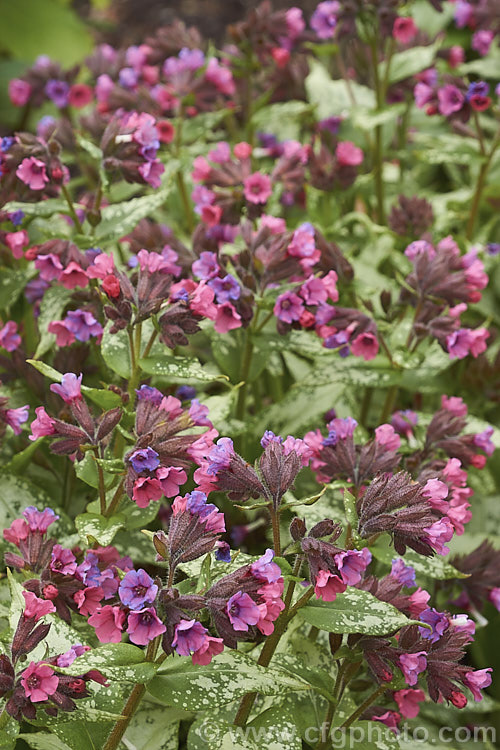Pulmonaria 'Silver Bouquet', a spreading and mounding. Lungwort cultivar with leaves that are initially spotted with silvery grey. This variegation spreads into large patches as the foliage matures. The pinkish-red and mauve flowers are abundant and appear mainly in spring. pulmonaria-2766htm'>Pulmonaria.