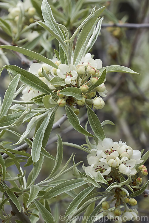 The flowers and developing spring foliage of the Weeping Silver Pear (<i>Pyrus salicifolia 'Pendula'), a small deciduous tree from south-eastern Europe through the Caucasus to western Asia. The cultivar 'Pendula' appears identical to the species. Order: Rosales, Family: Rosaceae