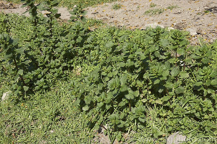 Small. Nettle or Stinging. Nettle (<i>Urtica urens</i>), a widely naturalised. Northern Hemisphere annual that is usually seen as a weed of cultivated ground. Its stinging hairs have a strongly irritant effect. The plant is sometimes used as a vegetable, as cooking destroys the sting. umbilicus-2793htm'>Urtica. <a href='urticaceae-plant-family-photoshtml'>Urticaceae</a>.