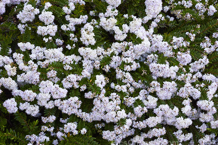 <i>Veronica diosmifolia</i> (syn. <i>Hebe diosmifolia</i>) 'Prostrata', a low-growing form of one of the more commonly cultivated New Zealand hebes. Order: Lamiales, Family: Plantaginaceae