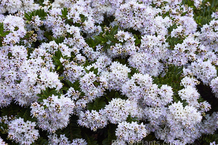 <i>Veronica diosmifolia</i> (syn. <i>Hebe diosmifolia</i>) 'Prostrata', a low-growing form of one of the more commonly cultivated New Zealand hebes. Order: Lamiales, Family: Plantaginaceae