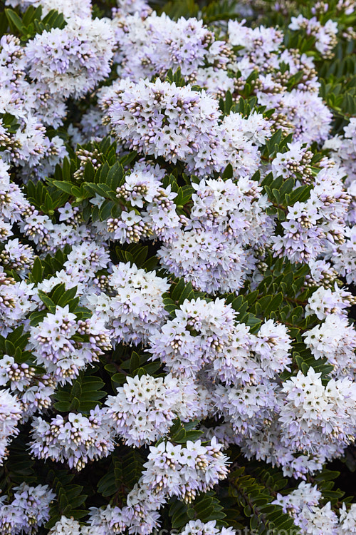 <i>Veronica diosmifolia</i> (syn. <i>Hebe diosmifolia</i>) 'Prostrata', a low-growing form of one of the more commonly cultivated New Zealand hebes. Order: Lamiales, Family: Plantaginaceae