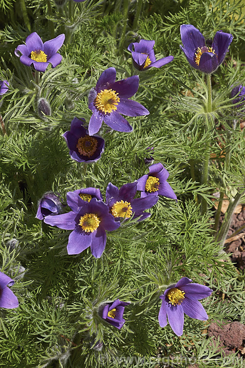 Pasque. Flower (<i>Pulsatilla vulgaris</i>), a popular spring-flowering rockery perennial that occurs naturally over much of northern Europe from Britain to Siberia. The flowers occur mainly in mauve to purple shades, but garden cultivars extend the colour range to include white, pink and red. pulsatilla-2767htm'>Pulsatilla.