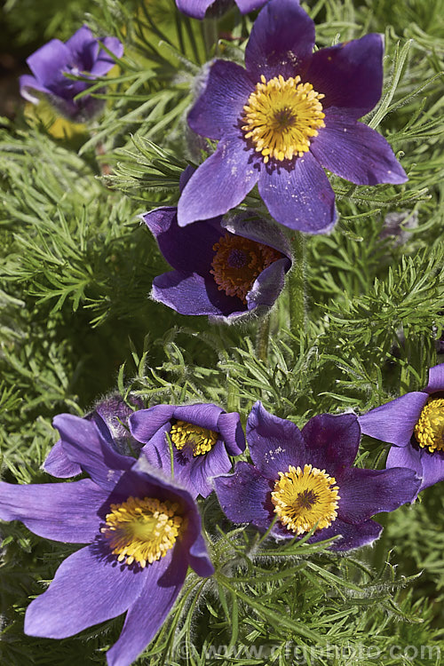 Pasque. Flower (<i>Pulsatilla vulgaris</i>), a popular spring-flowering rockery perennial that occurs naturally over much of northern Europe from Britain to Siberia. The flowers occur mainly in mauve to purple shades, but garden cultivars extend the colour range to include white, pink and red. pulsatilla-2767htm'>Pulsatilla.