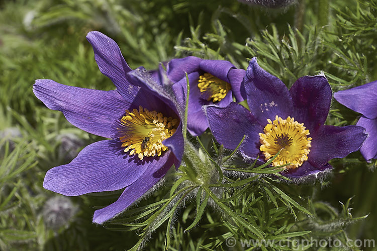 Pasque. Flower (<i>Pulsatilla vulgaris</i>), a popular spring-flowering rockery perennial that occurs naturally over much of northern Europe from Britain to Siberia. The flowers occur mainly in mauve to purple shades, but garden cultivars extend the colour range to include white, pink and red. pulsatilla-2767htm'>Pulsatilla.