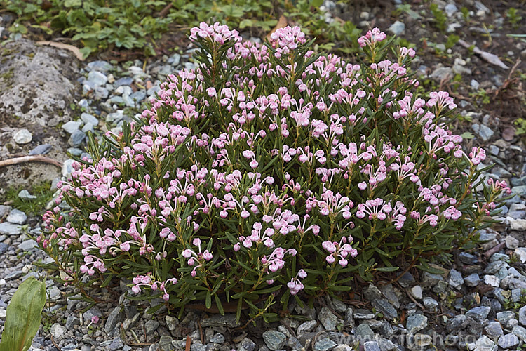 Bog Rosemary (<i>Andromeda polifolia</i>), a small, evergreen, wiry-stemmed, spring-flowering shrub that occurs naturally over much of Europe and south-central Russia. In gardens it is mainly cultivated as a rockery plant and despite the common name does not require bogy conditions. Order: Ericales, Family: Ericaceae
