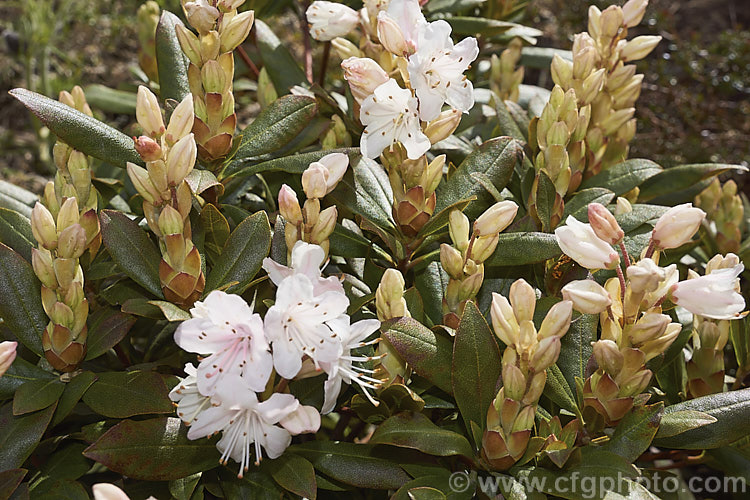 Rhododendron hanceanum - Pink Form, a naturally occurring pale pink to white-flowered form of a normally primrose yellow-flowered, low-growing species native to Szechwan, China where it occurs at elevations up to 4000m. This pink form is very similar to the plant sold as 'Canton. Consul', a reference to HF. Hance (1827-86), who was the British Consul in Canton and after whom the species is named