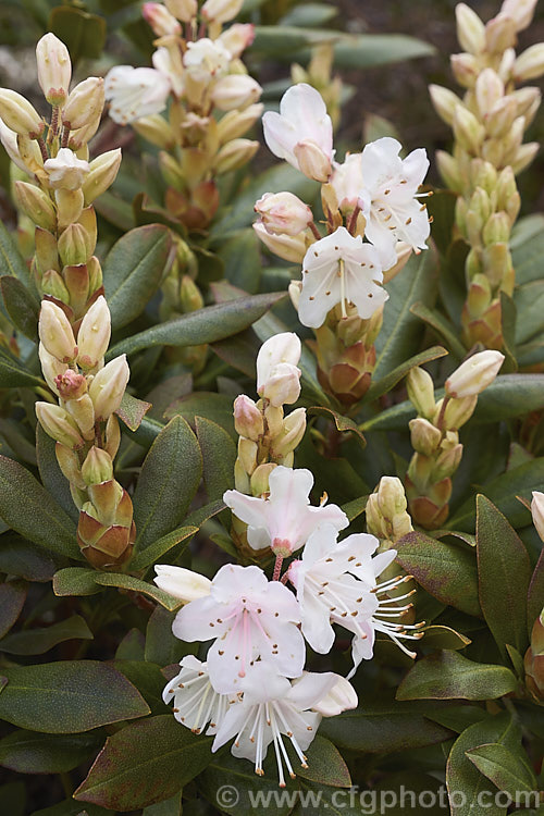 Rhododendron hanceanum - Pink Form, a naturally occurring pale pink to white-flowered form of a normally primrose yellow-flowered, low-growing species native to Szechwan, China where it occurs at elevations up to 4000m. This pink form is very similar to the plant sold as 'Canton. Consul', a reference to HF. Hance (1827-86), who was the British Consul in Canton and after whom the species is named