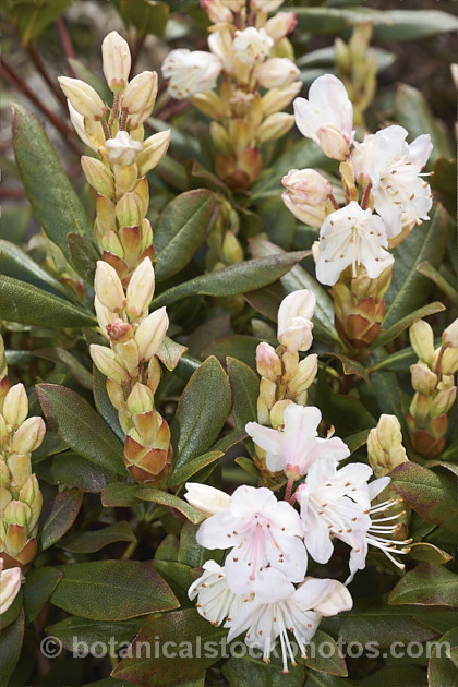 Rhododendron hanceanum - Pink Form, a naturally occurring pale pink to white-flowered form of a normally primrose yellow-flowered, low-growing species native to Szechwan, China where it occurs at elevations up to 4000m. This pink form is very similar to the plant sold as 'Canton. Consul', a reference to HF. Hance (1827-86), who was the British Consul in Canton and after whom the species is named