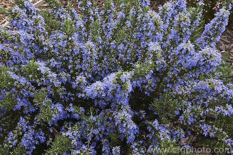 <i>Salvia rosmarinus</i> (syn. <i>Rosmarinus officinalis</i>) 'Chef's Choice', a low, mounding and spreading rosemary cultivar with especially bright blue flowers. Rosemary is a Mediterranean shrub, the flowers and foliage of which are used for fragrance and herbal purposes. 'Chef's Choice' supposedly has a higher volatile oil content, making it more aromatic and highly flavoured. Order: Lamiales, Family: Lamiaceae