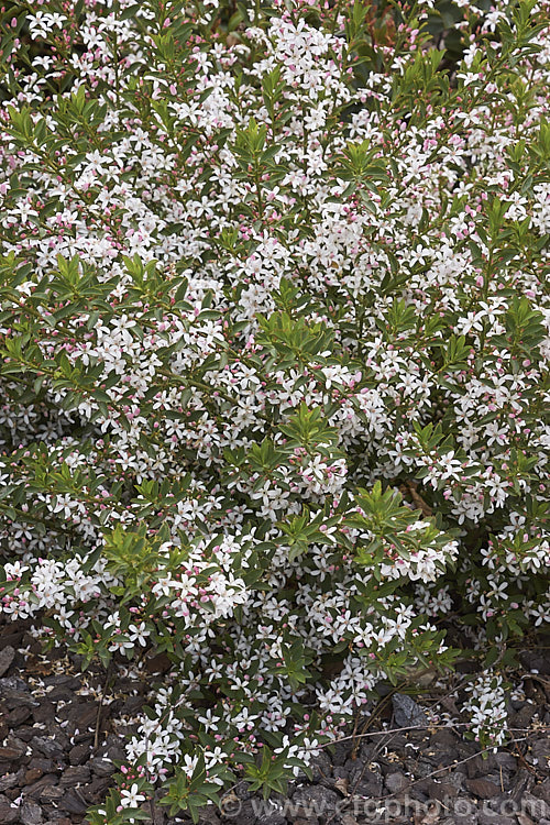 Philotheca myoporoides (syn. Eriostemon myoporoides</i>) 'Bournda Beauty', a compact, very heavy-flowering cultivar of the Long-leafed. Wax Flower, a 2m high evergreen shrub native to eastern Australia. The shrub is highly aromatic but the flowers are unscented. Order: Sapindales, Family: Rutaceae