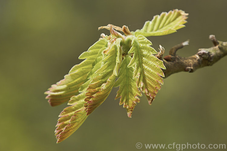 The unfurling spring foliage of the Hungarian Oak (<i>Quercus frainetto</i>), a deciduous tree up to 30m tall. Native to southern Italy, Turkey and the Balkans, it is notable for its pink-tinted young growth and tomentose acorn cups