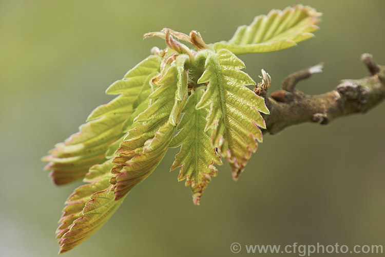 The unfurling spring foliage of the Hungarian Oak (<i>Quercus frainetto</i>), a deciduous tree up to 30m tall. Native to southern Italy, Turkey and the Balkans, it is notable for its pink-tinted young growth and tomentose acorn cups