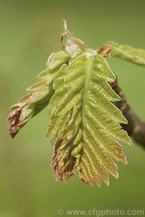 The unfurling spring foliage of the Hungarian Oak (<i>Quercus frainetto</i>), a deciduous tree up to 30m tall. Native to southern Italy, Turkey and the Balkans, it is notable for its pink-tinted young growth and tomentose acorn cups