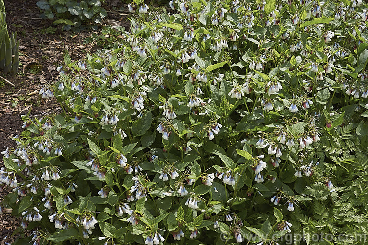 Symphytum grandiflorum, an early spring-flowering. European perennial that spreads to form a dense, ground-covering mat. The flowers are nectar-rich and are often damaged by bumble bees that cut the flowers to get to the nectaries they cannot otherwise reach. symphytum-2299htm'>Symphytum.