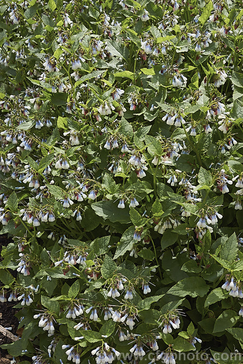 Symphytum grandiflorum, an early spring-flowering. European perennial that spreads to form a dense, ground-covering mat. The flowers are nectar-rich and are often damaged by bumble bees that cut the flowers to get to the nectaries they cannot otherwise reach. symphytum-2299htm'>Symphytum.