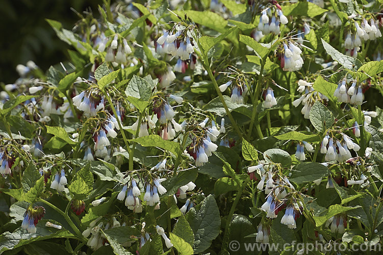 Symphytum grandiflorum, an early spring-flowering. European perennial that spreads to form a dense, ground-covering mat. The flowers are nectar-rich and are often damaged by bumble bees that cut the flowers to get to the nectaries they cannot otherwise reach. symphytum-2299htm'>Symphytum.